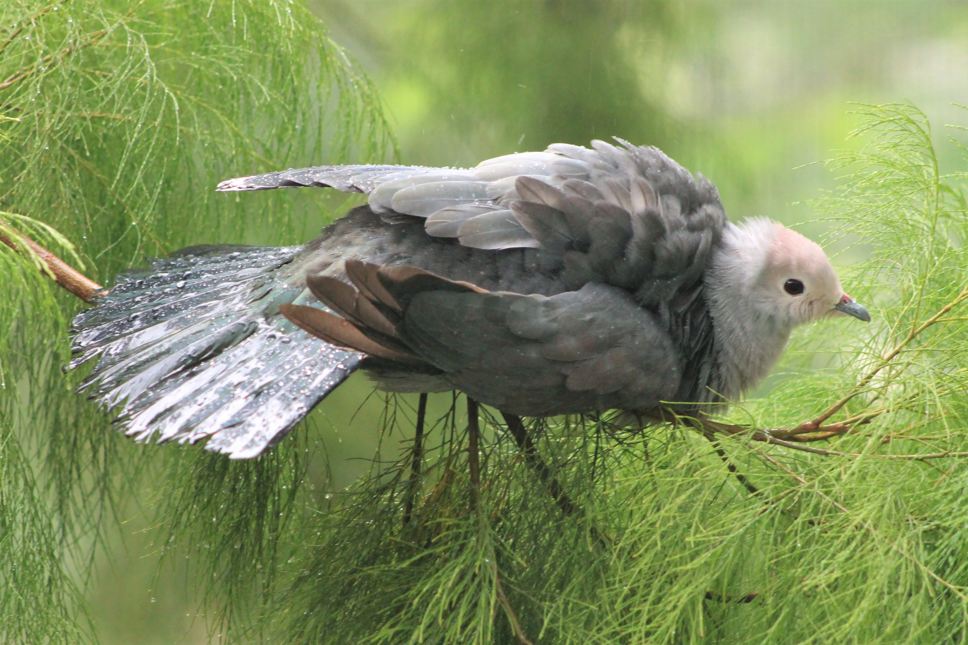 Pink-headed Imperial Pigeon (Ducula rosacea), rain-bathing