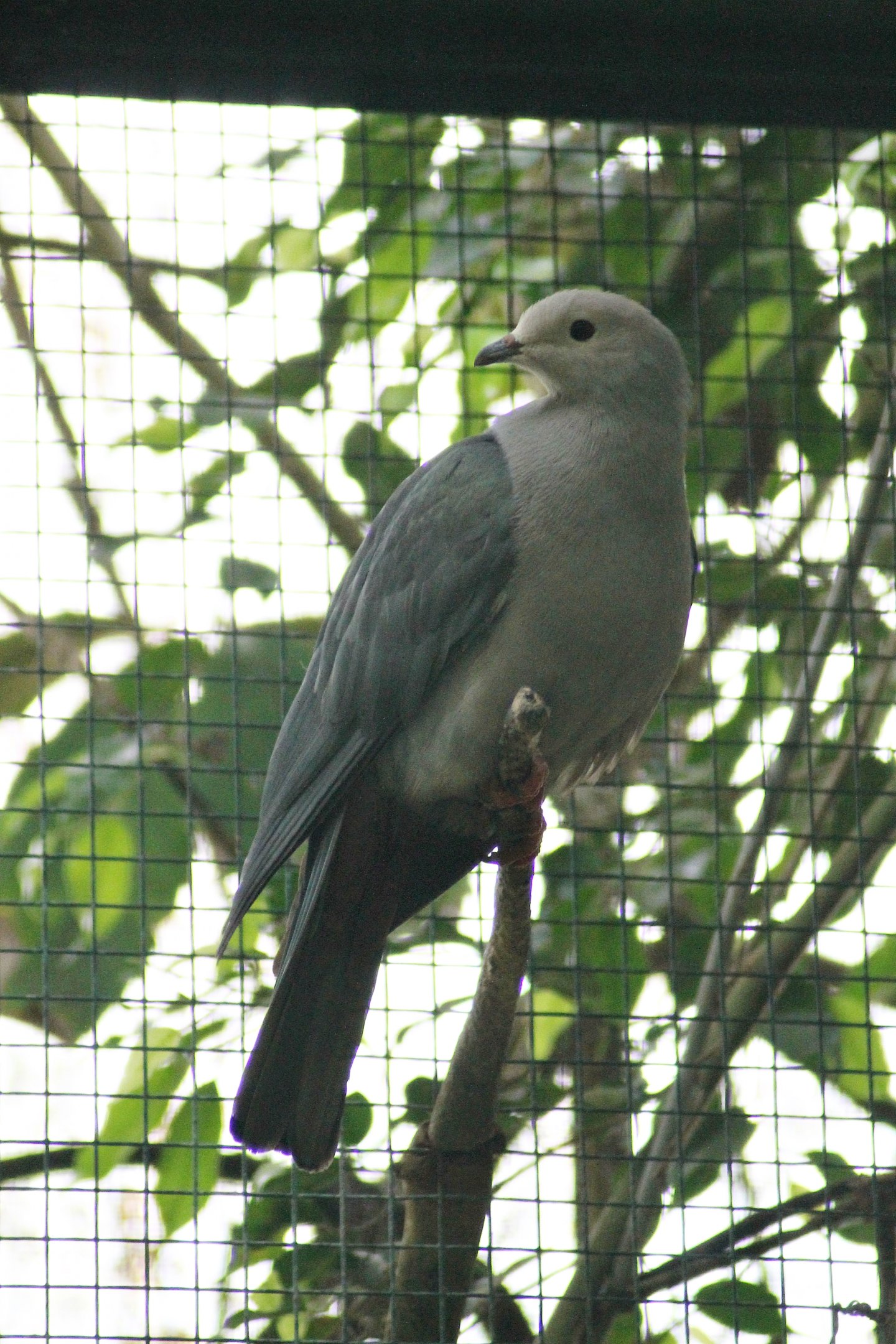 Pink-headed imperial pigeon (Ducula rosacea)