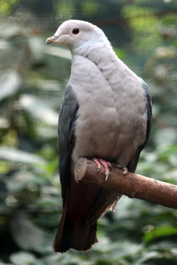 Pink-headed imperial-pigeon (Ducula rosacea)