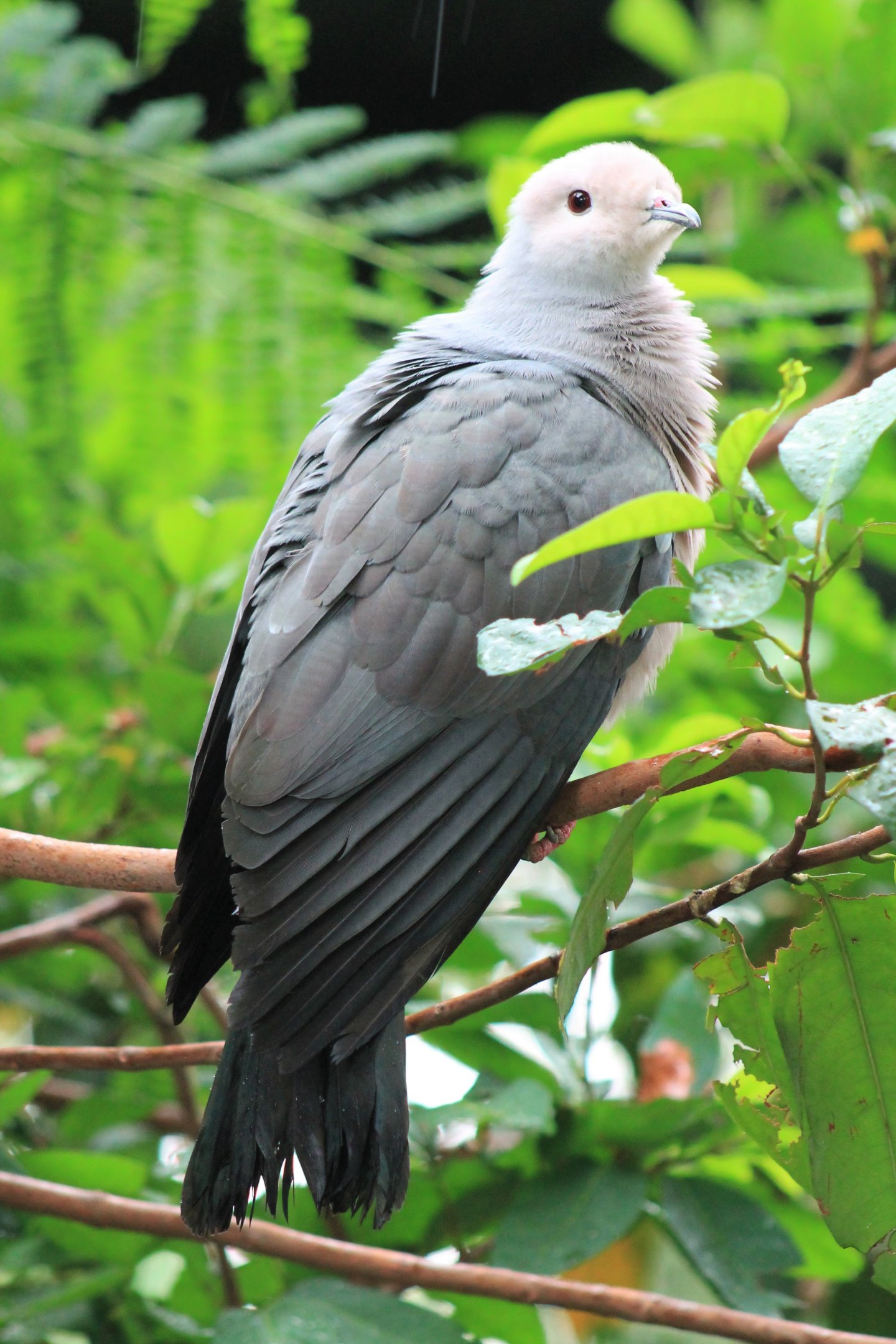 Pink-headed Imperial Pigeon (Ducula rosacea)