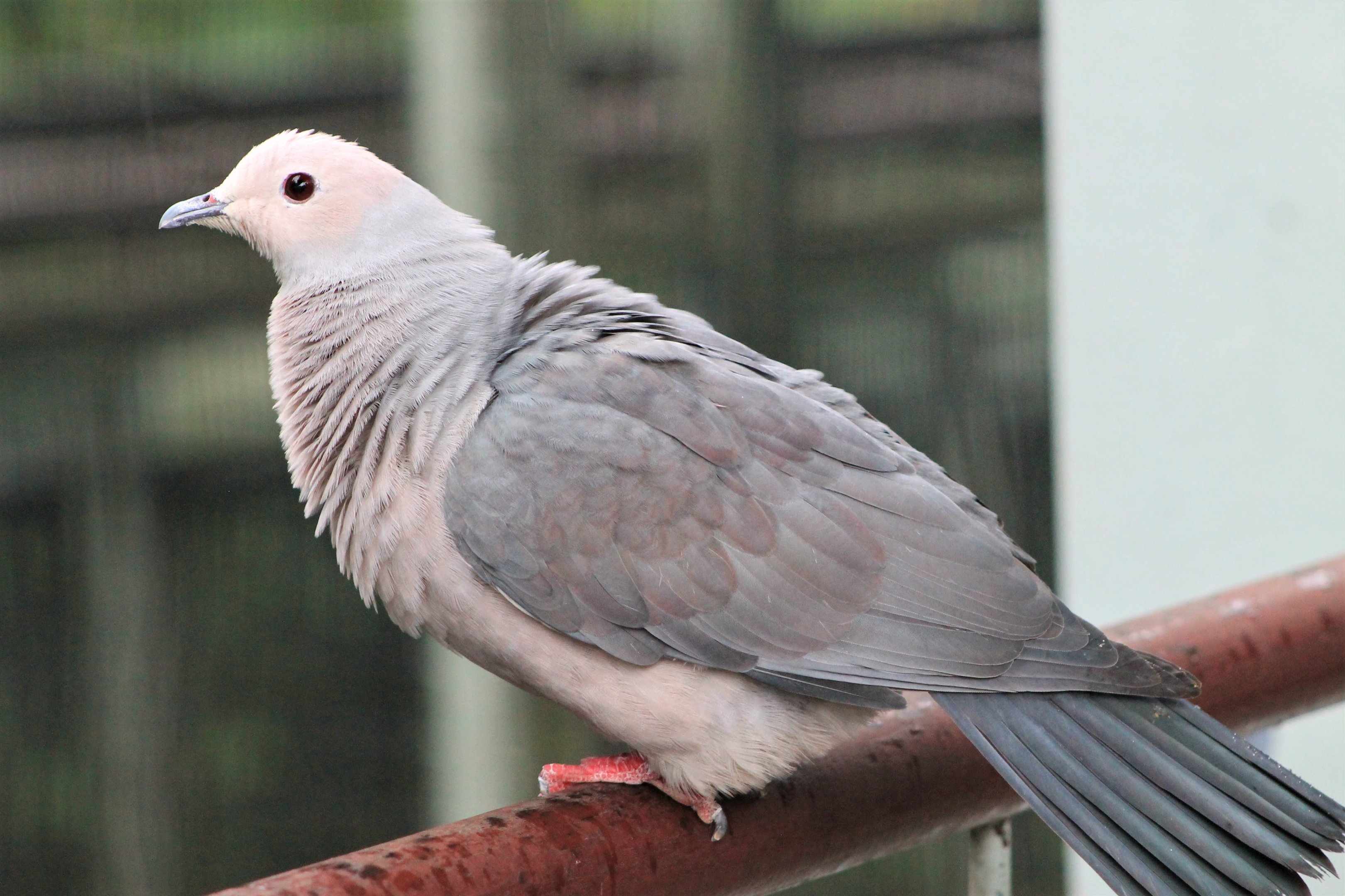 Pink-headed Imperial Pigeon (Ducula rosacea)