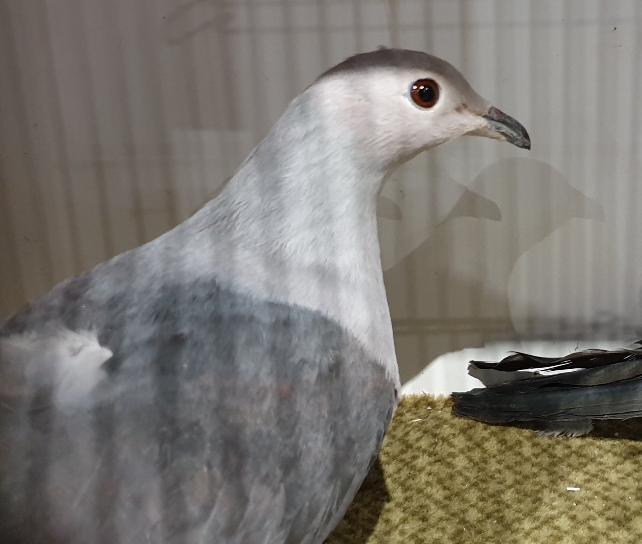 Pink-headed imperial-pigeon - Ducula rosacea