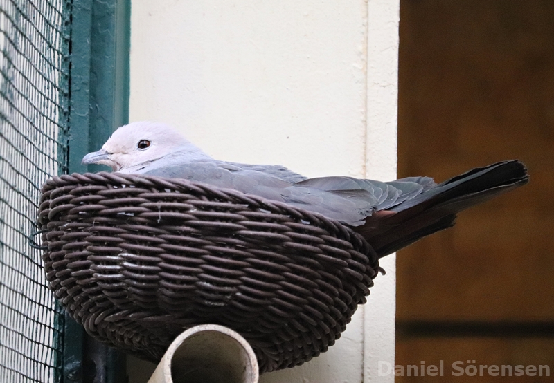 Pink-headed imperial pigeon (Ducula rosacea)