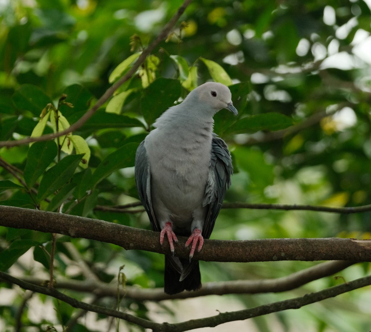 Pink-headed Imperial Pigeon (Ducula rosacea)
