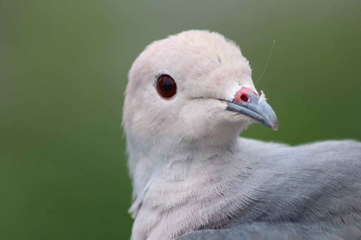 Pink-headed Imperial-pigeon (Ducula rosacea)