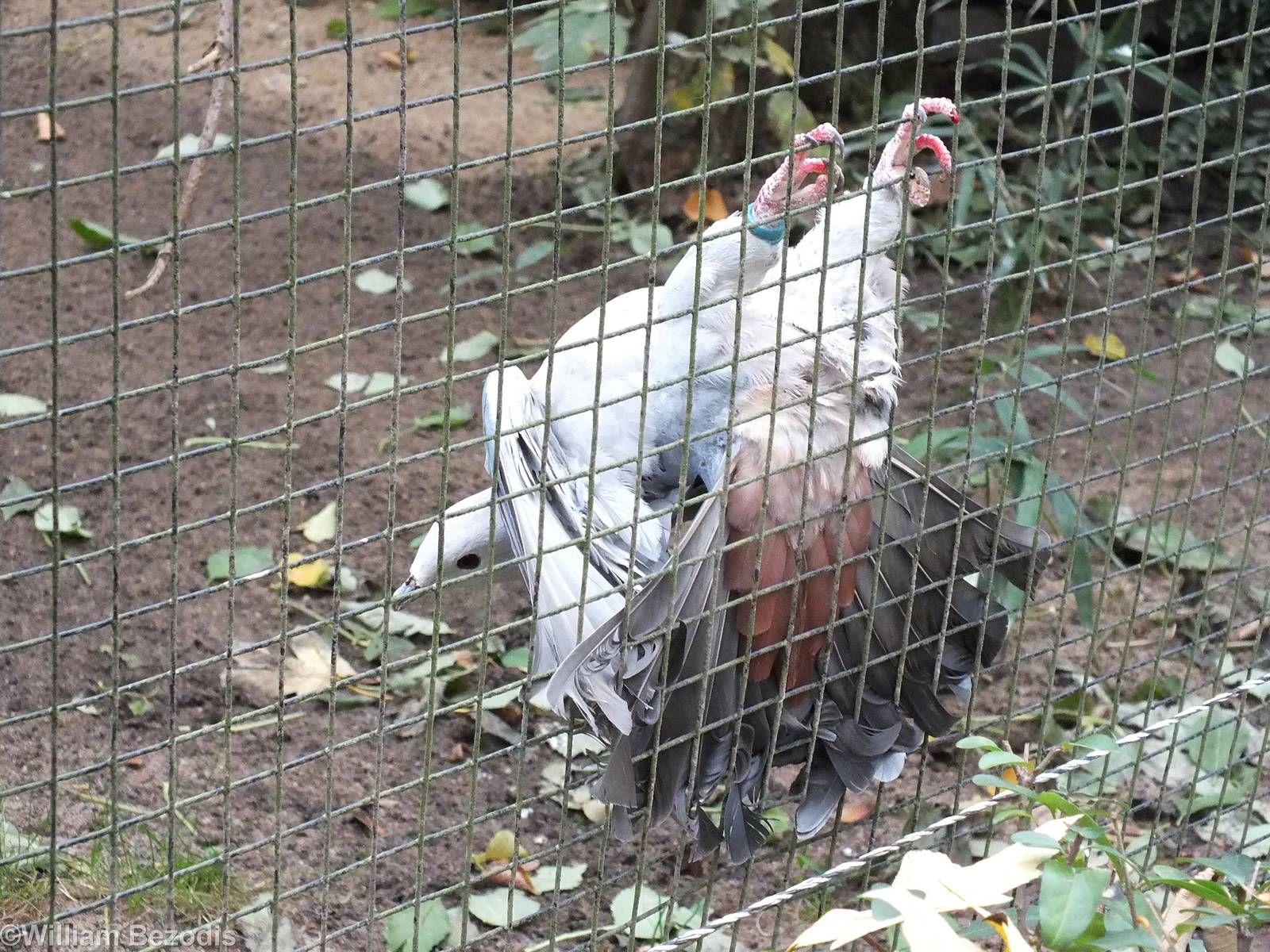 Pink-headed Imperial-pigeon