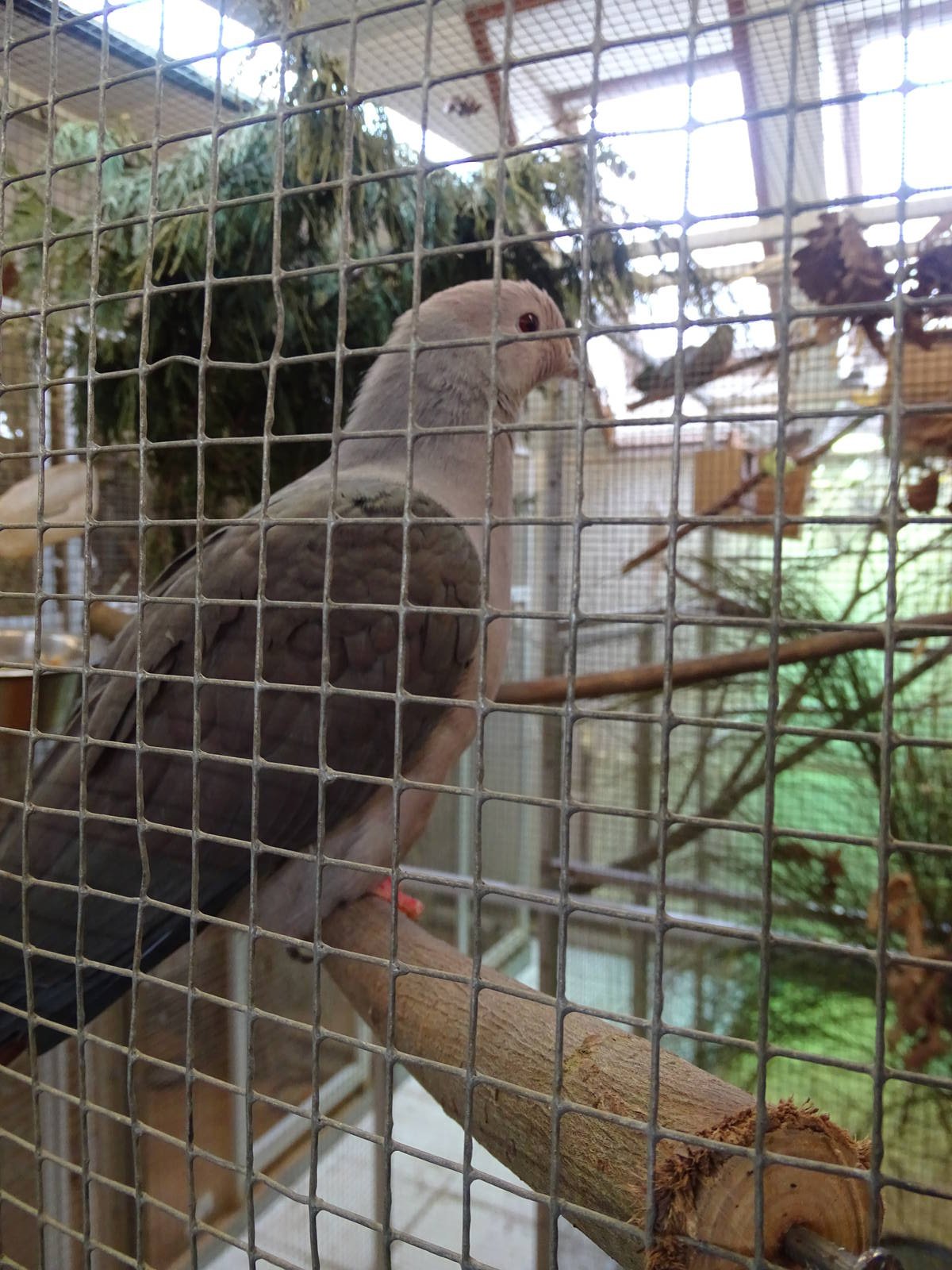 Pink-headed Imperial Pigeon