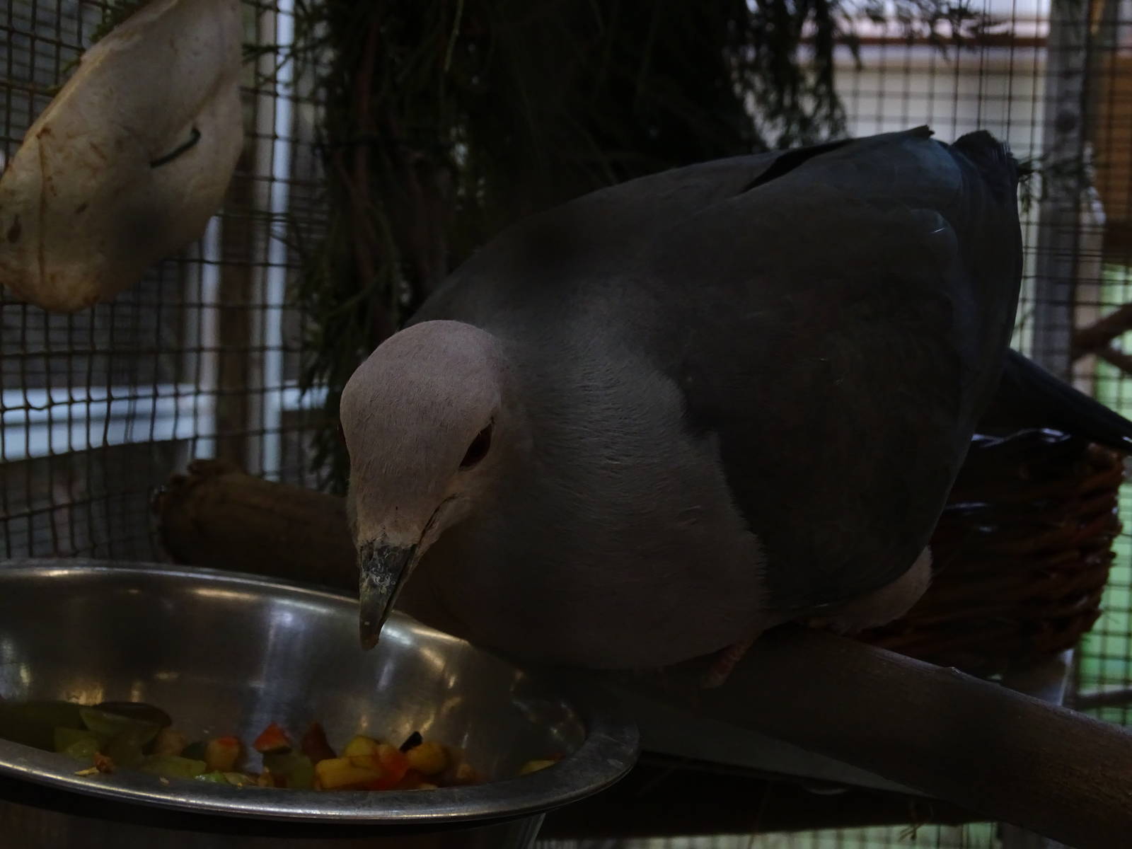 Pink-headed Imperial Pigeon