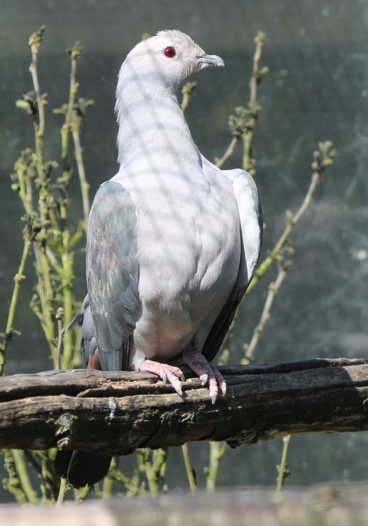 Pink-headed imperial pigeon