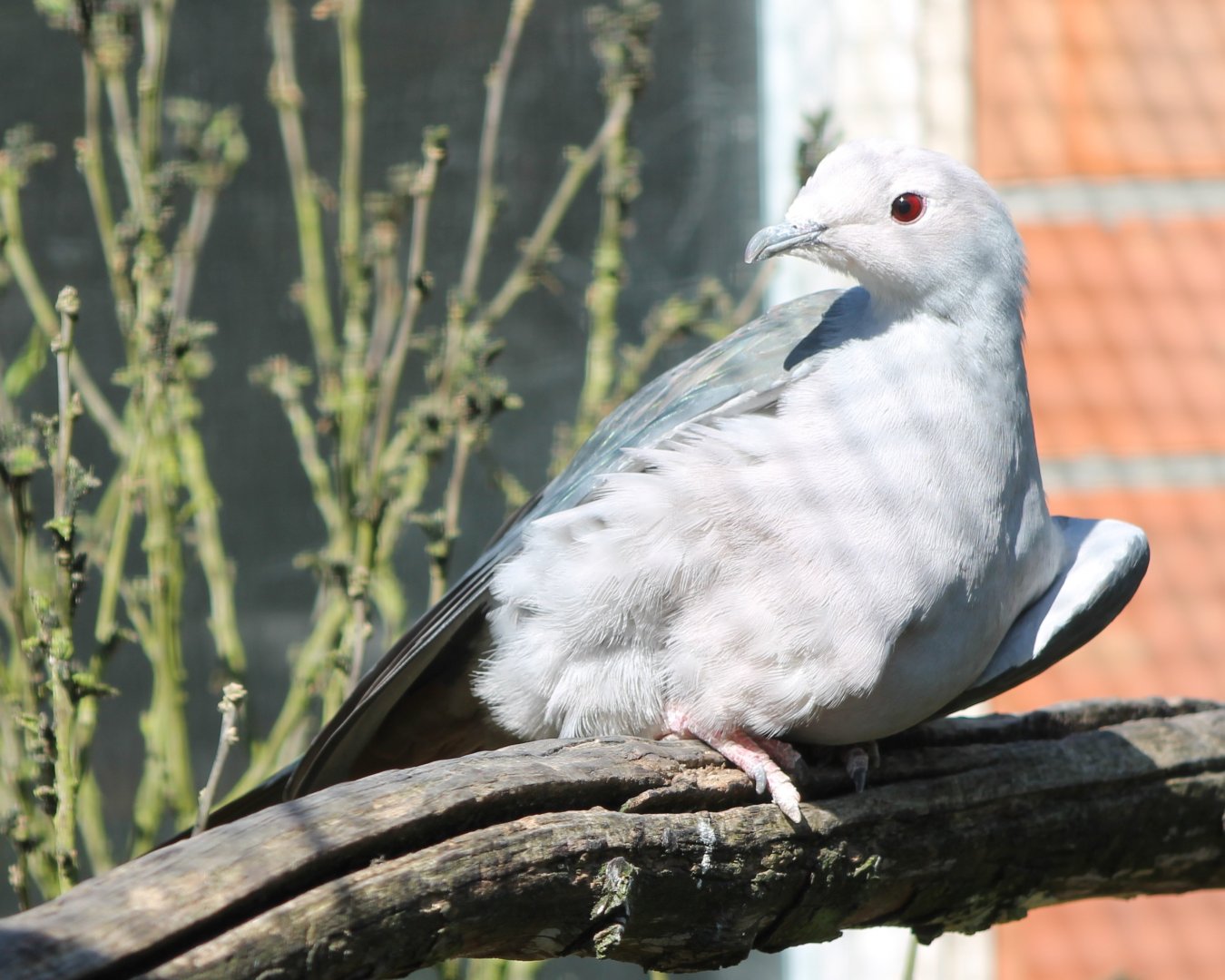 Pink-headed imperial pigeon