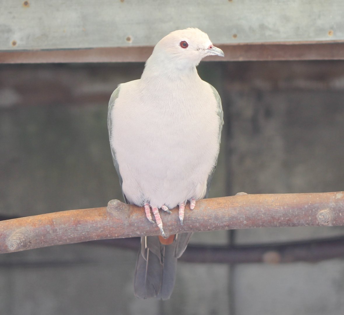 Pink-headed imperial-pigeon