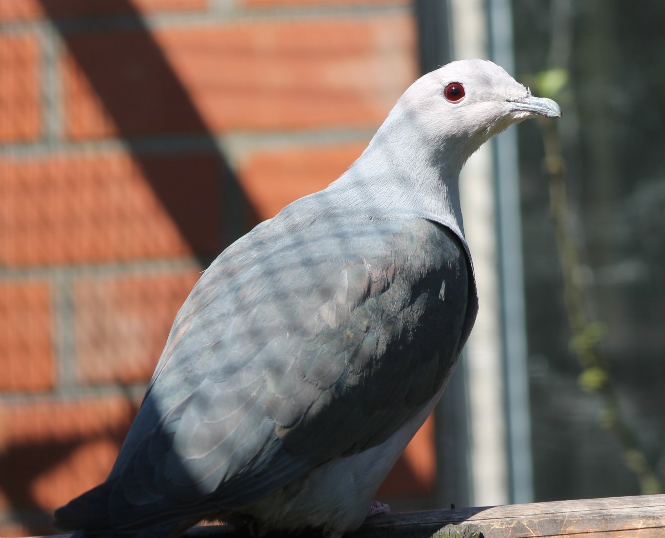 Pink-headed imperial pigeon