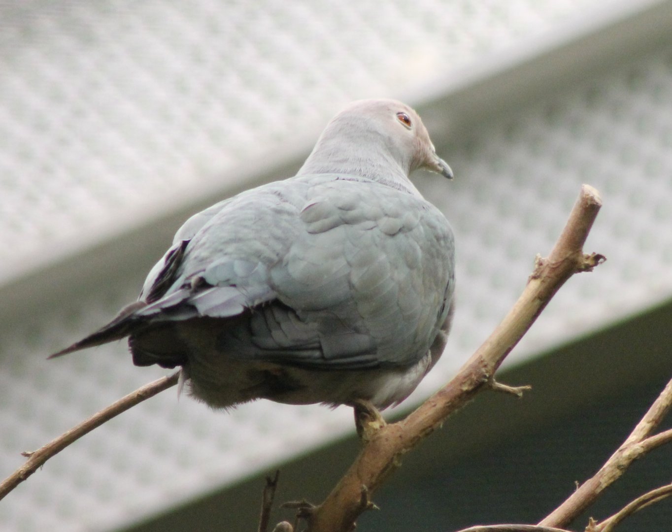 Pink-headed imperial pigeon