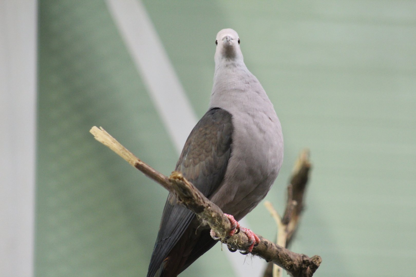 Pink-Headed Imperial-Pigeon