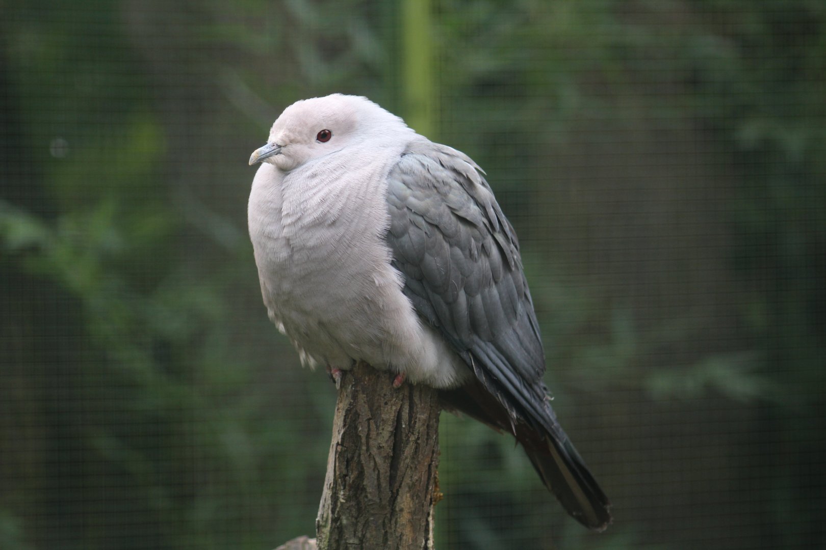 Pink-Headed Imperial-Pigeon