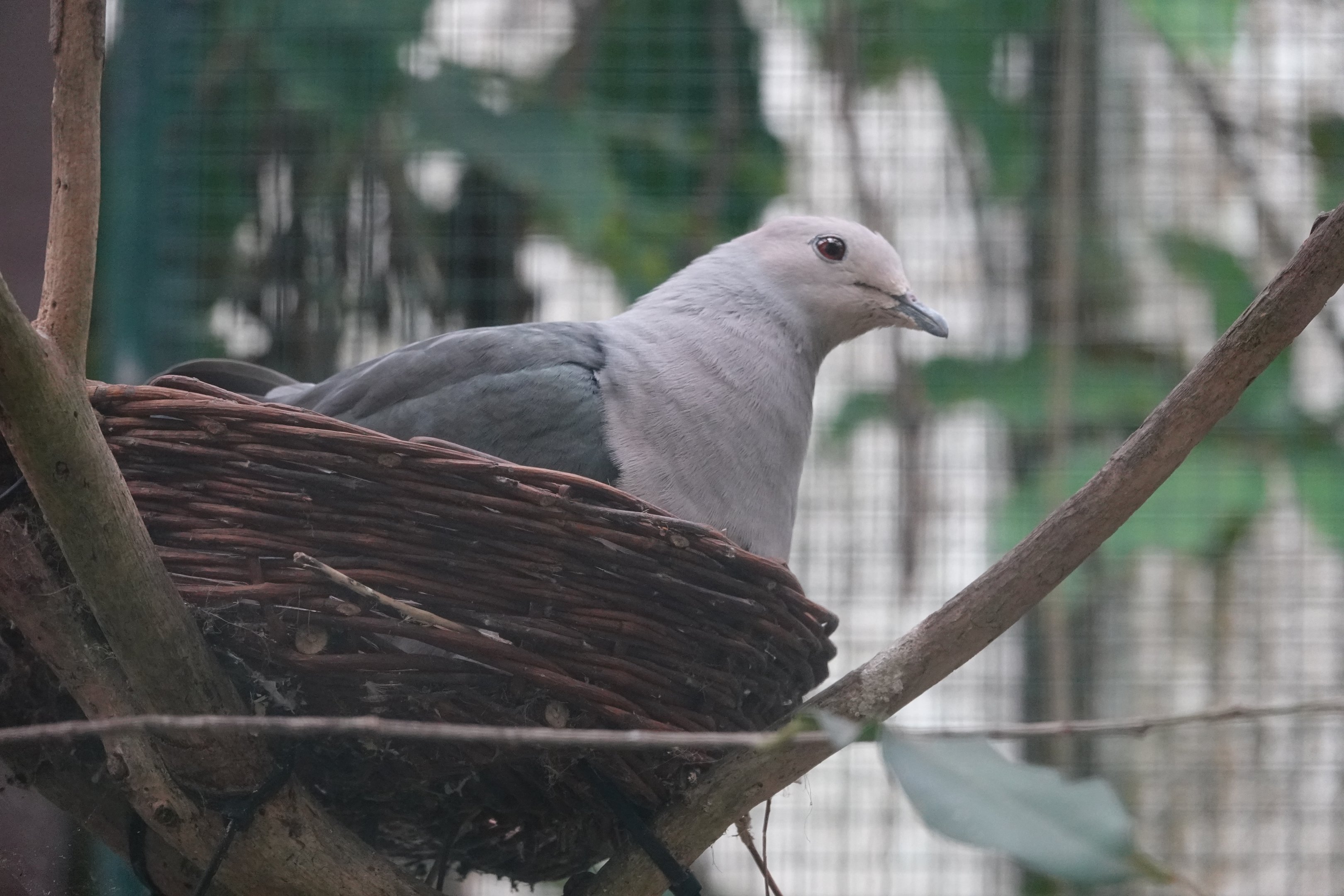 Pink-headed imperial-pigeon