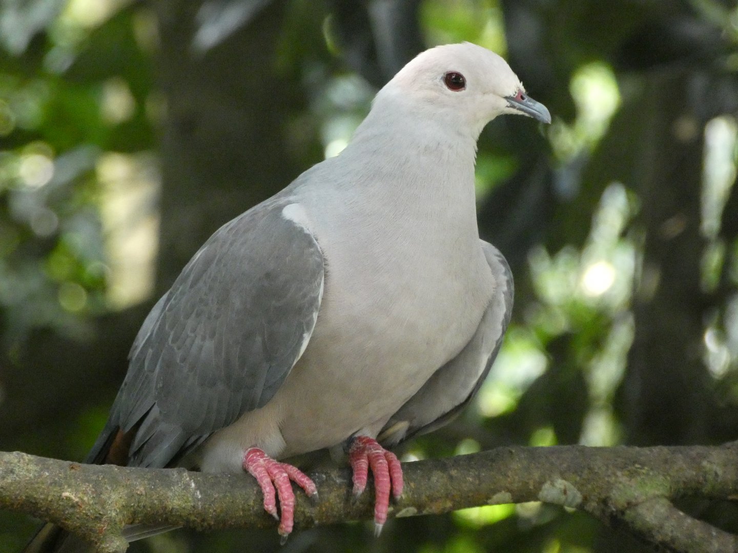 Pink-headed Imperial Pigeon