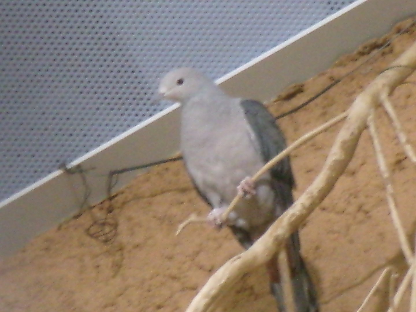 Pink-headed imperial-pigeon