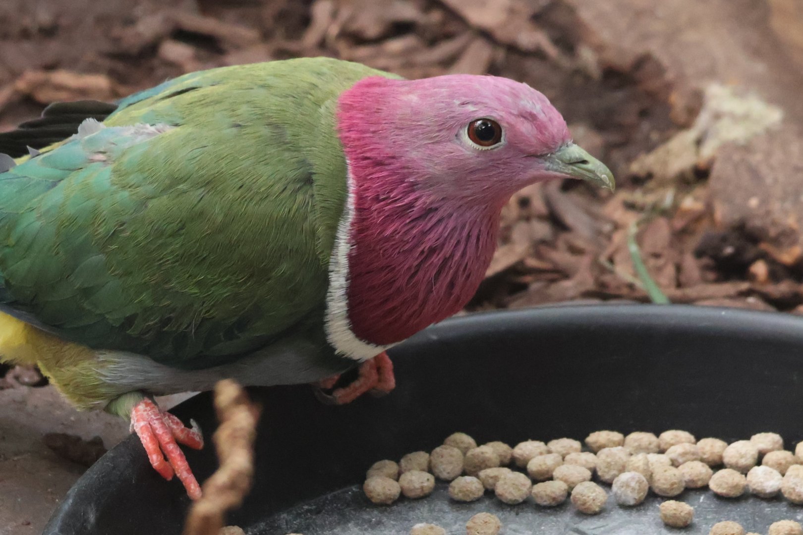 Pink headed pigeon