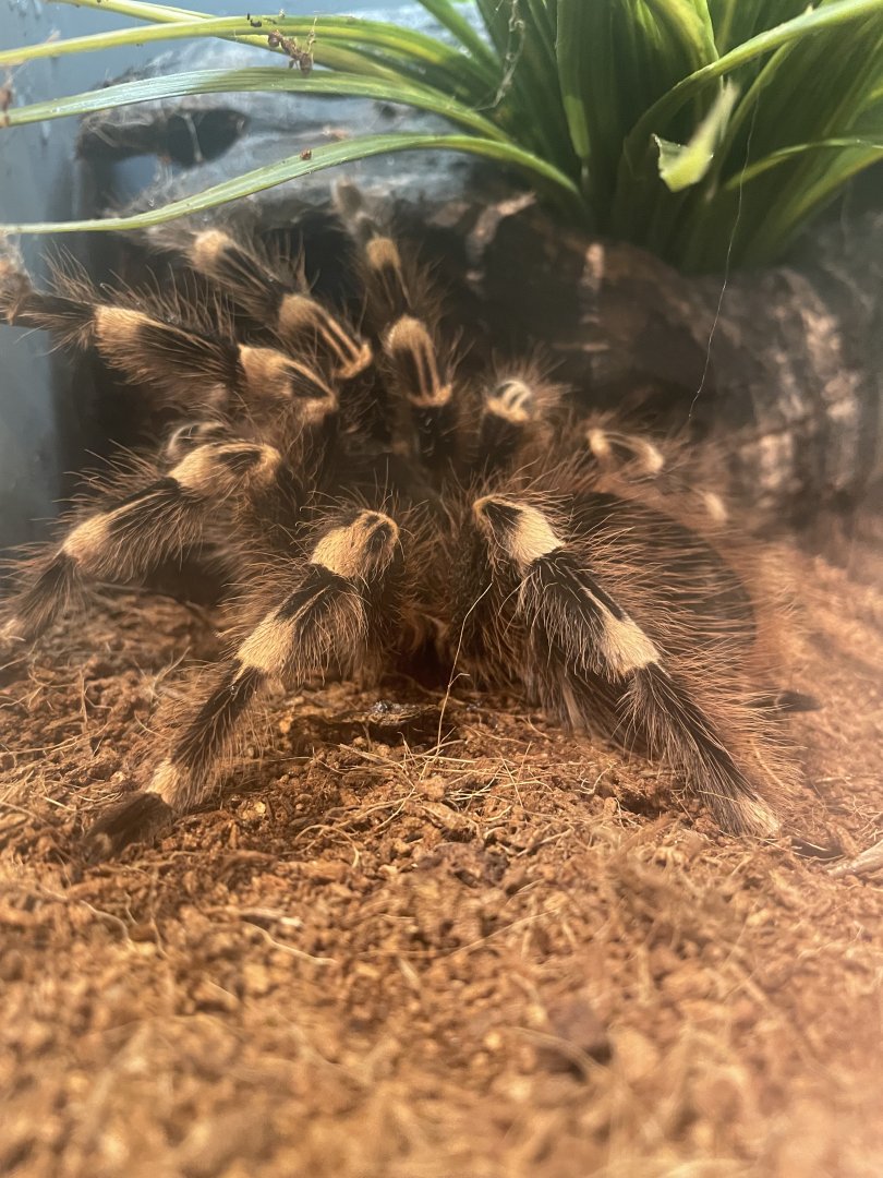 Pink-Kneed Tarantula