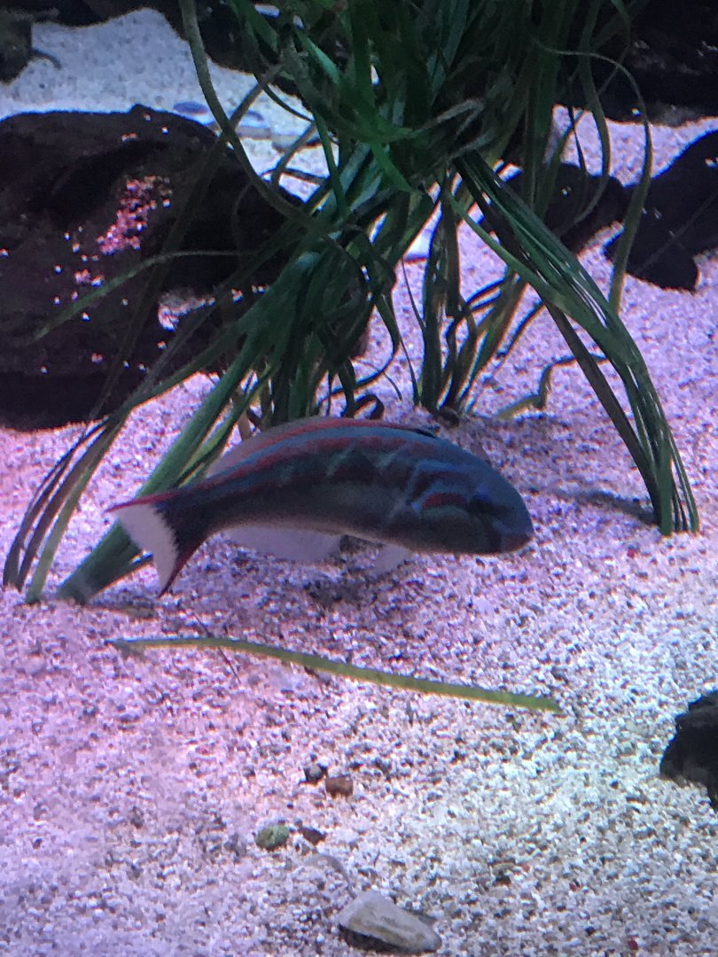 Pink Lined Wrasse (Thalassoma quinquevittum)