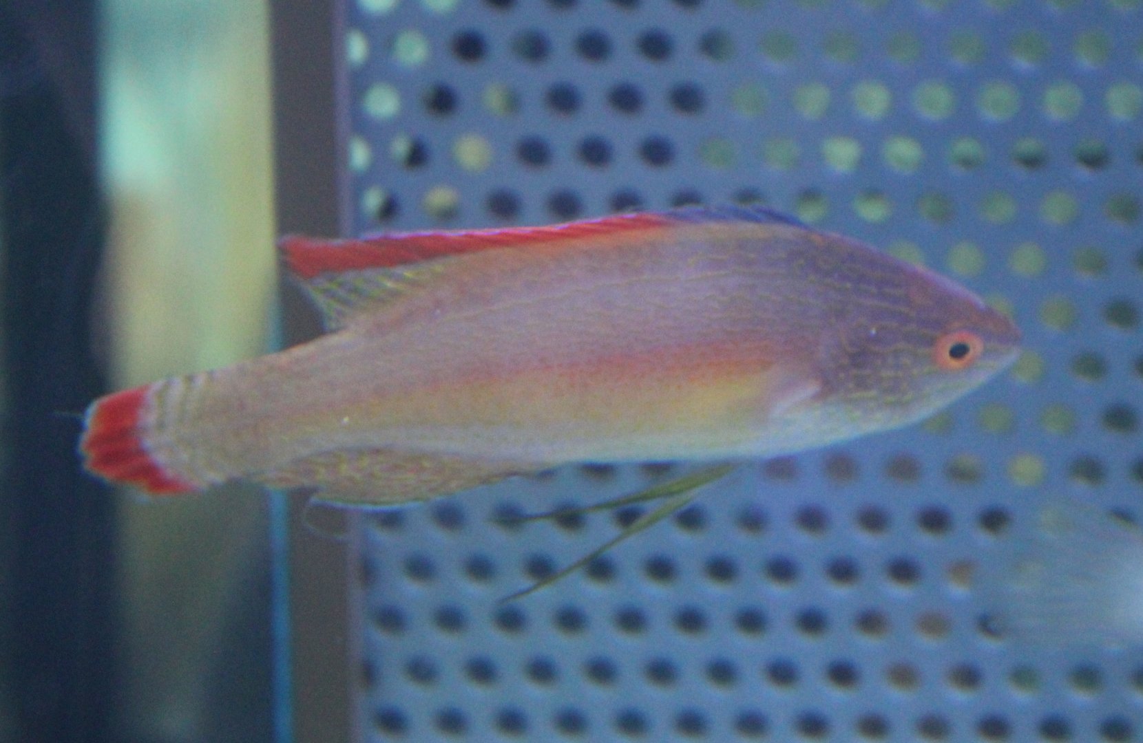 Pink-margined fairy wrasse - Cirrhilabrus rubrimarginatus