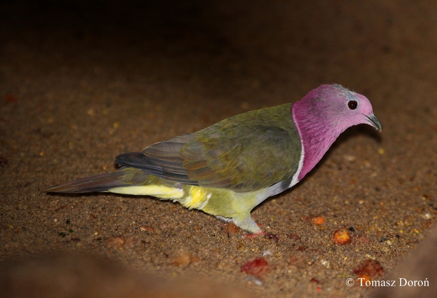 Pink-necked Fruit Dove (Ptilinopus porphyrea)