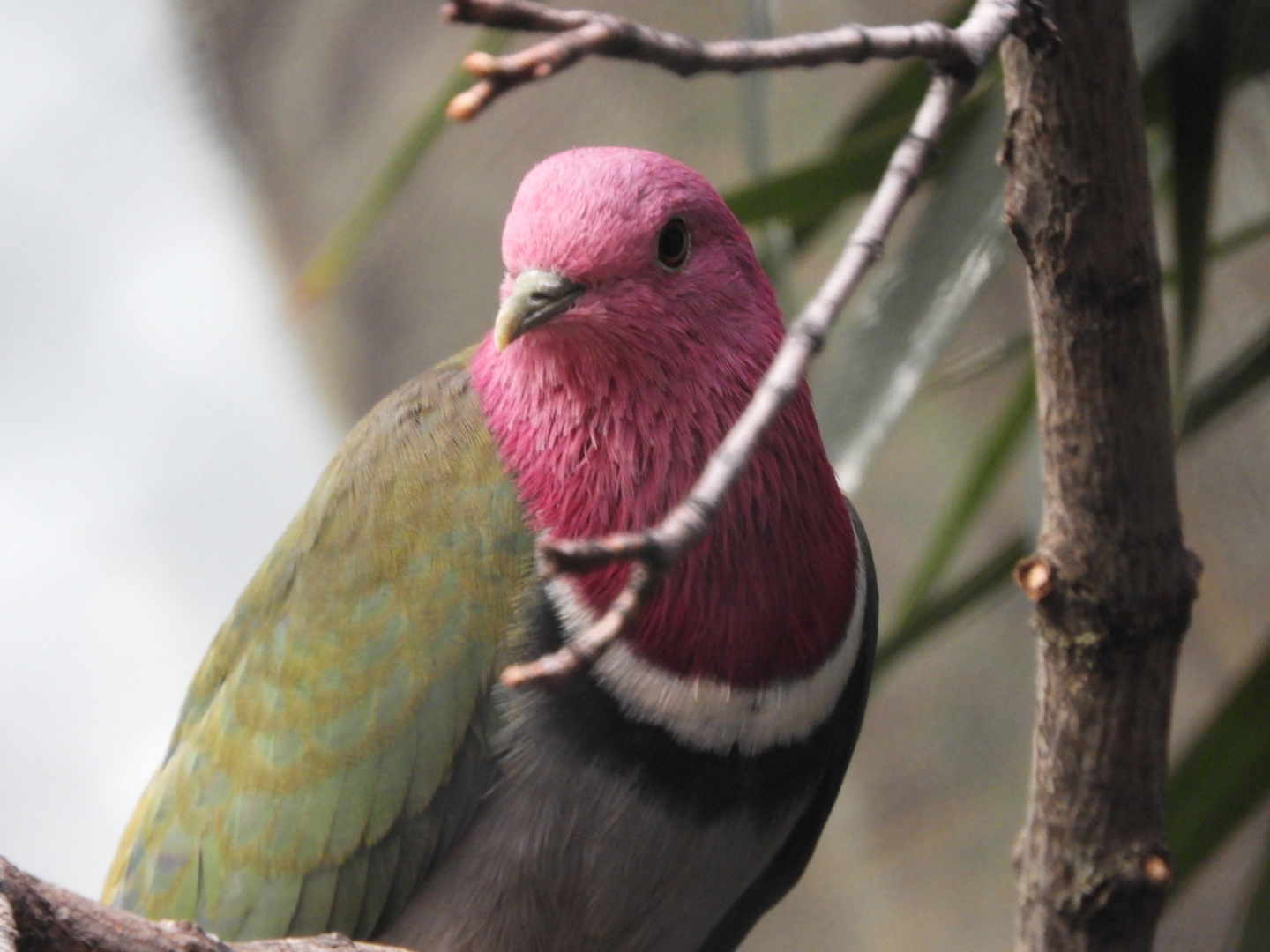 Pink-necked Fruit Dove (Ptilinopus porphyreus)