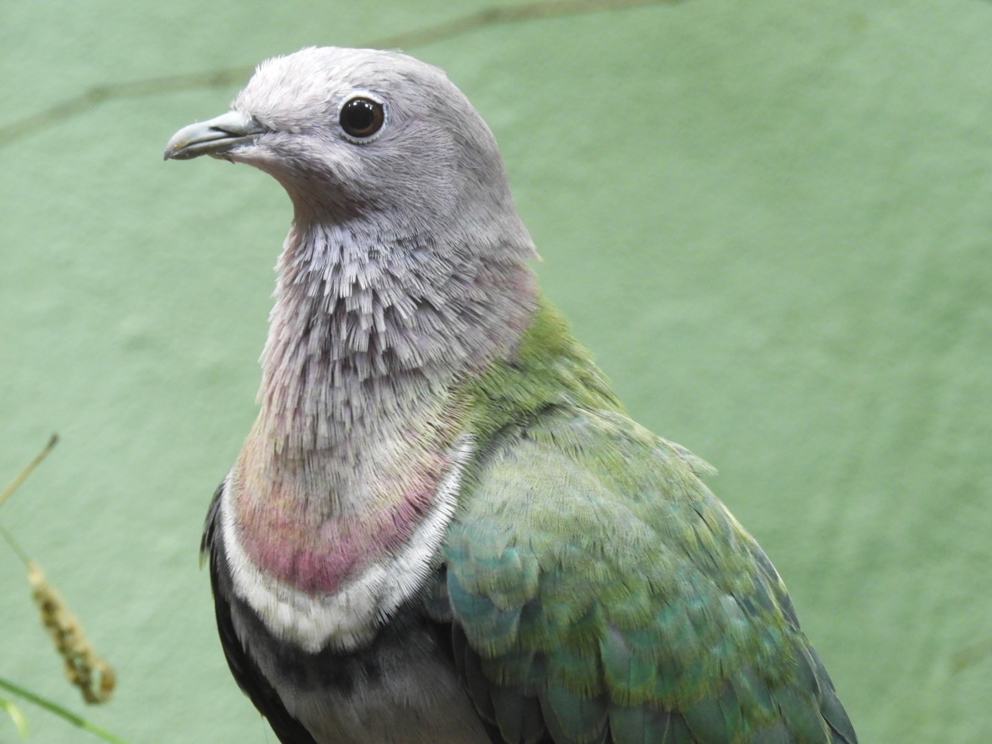 Pink-necked fruit dove