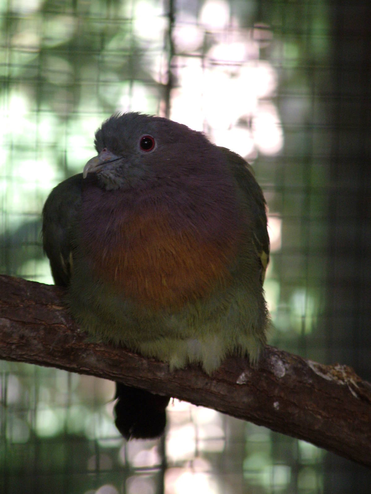 Pink-necked Green-Pigeon at Leipzig, 02/09/11