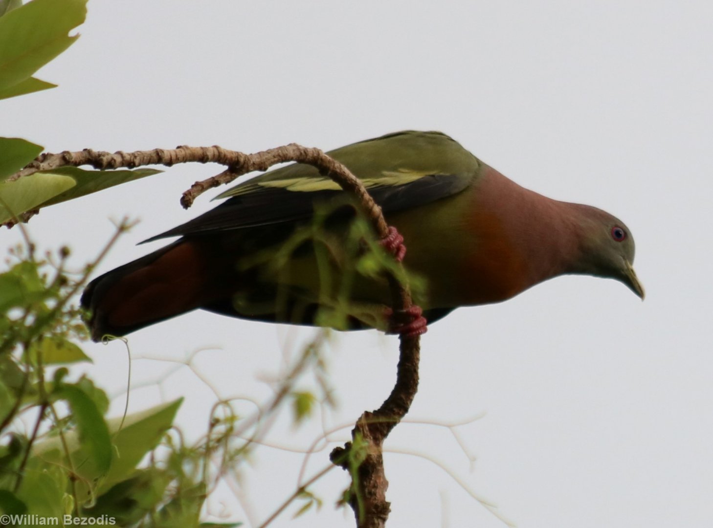 Pink-necked Green-pigeon - Bangkok Suburbs