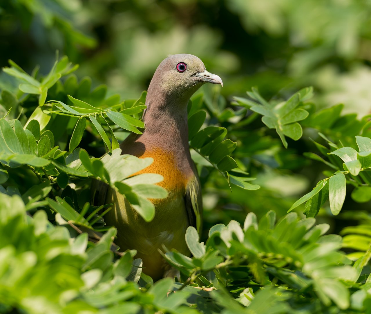 Pink Necked Green Pigeon, Chester, UK