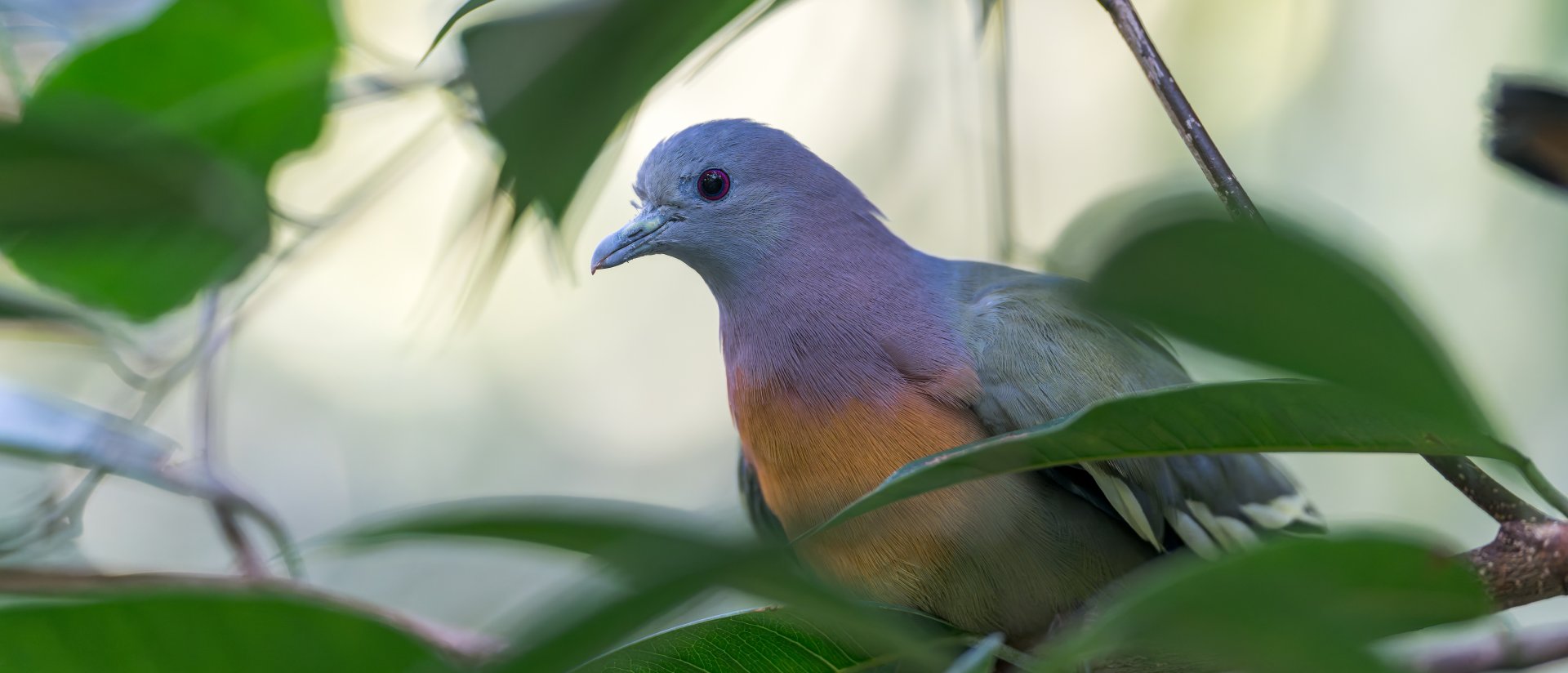 Pink Necked Green Pigeon, Chester, UK