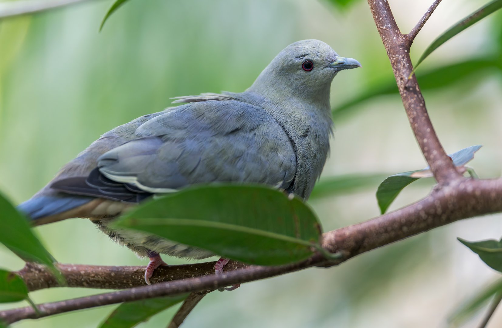 Pink Necked Green Pigeon, Chester, UK