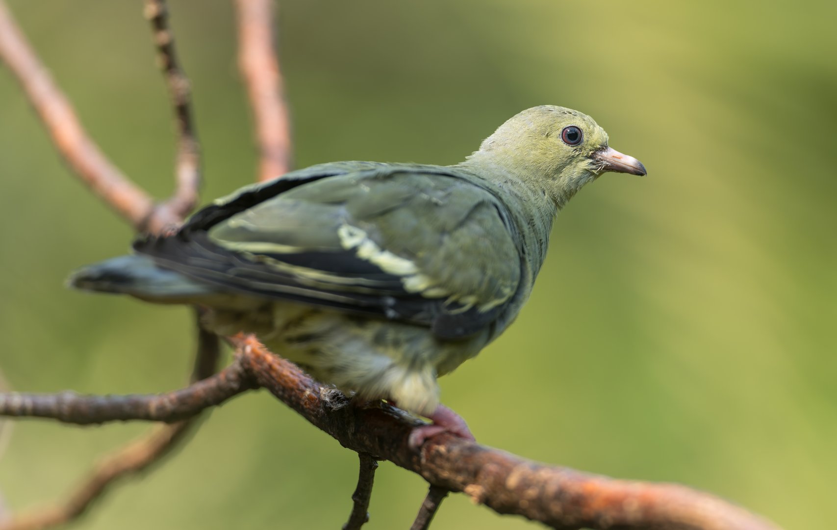 Pink necked green pigeon (f), Chester, UK