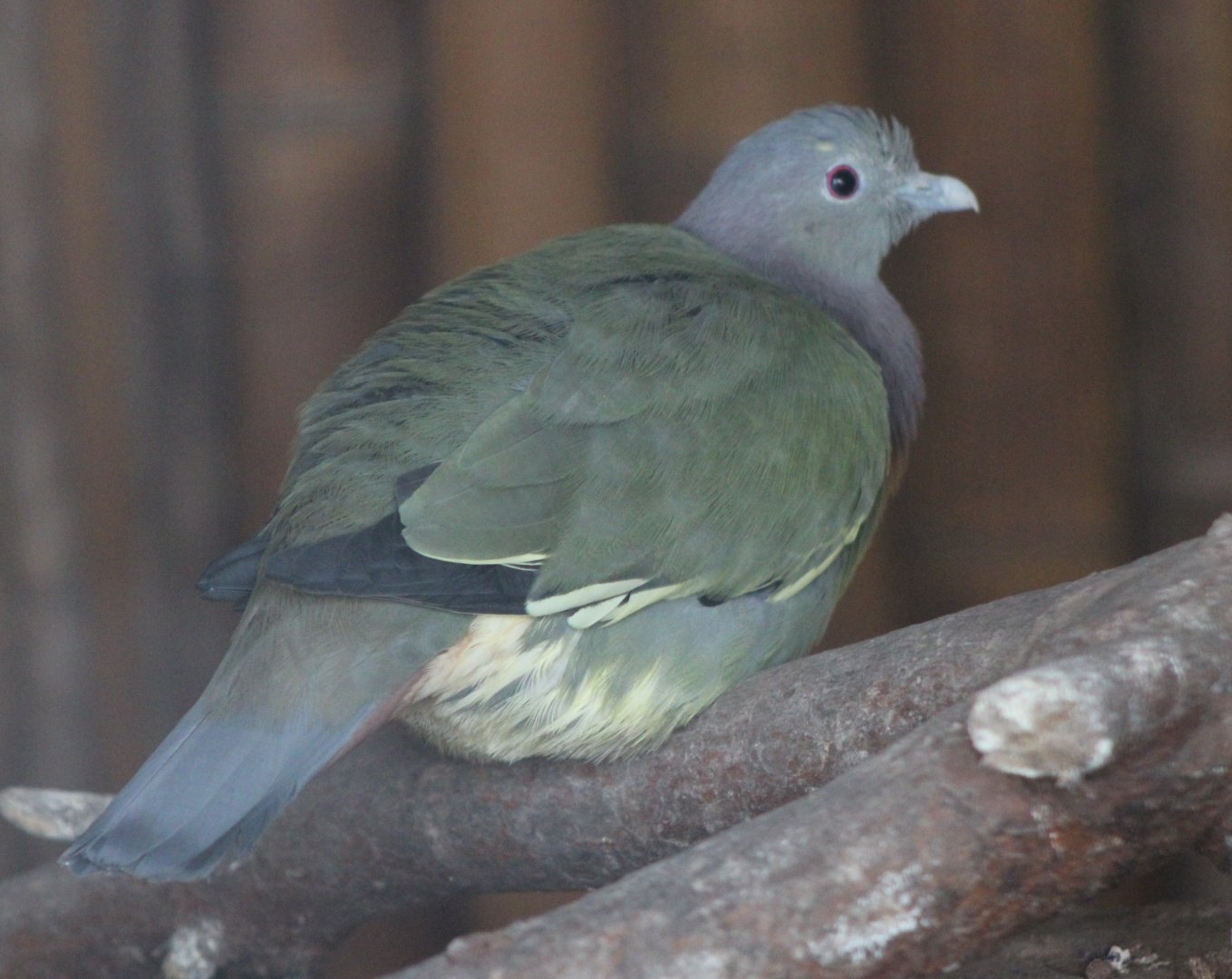 Pink-necked green pigeon - female