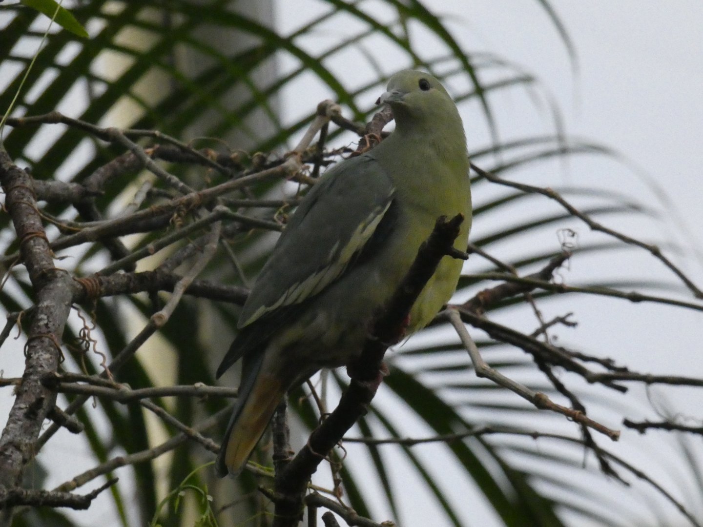 Pink-necked green pigeon female
