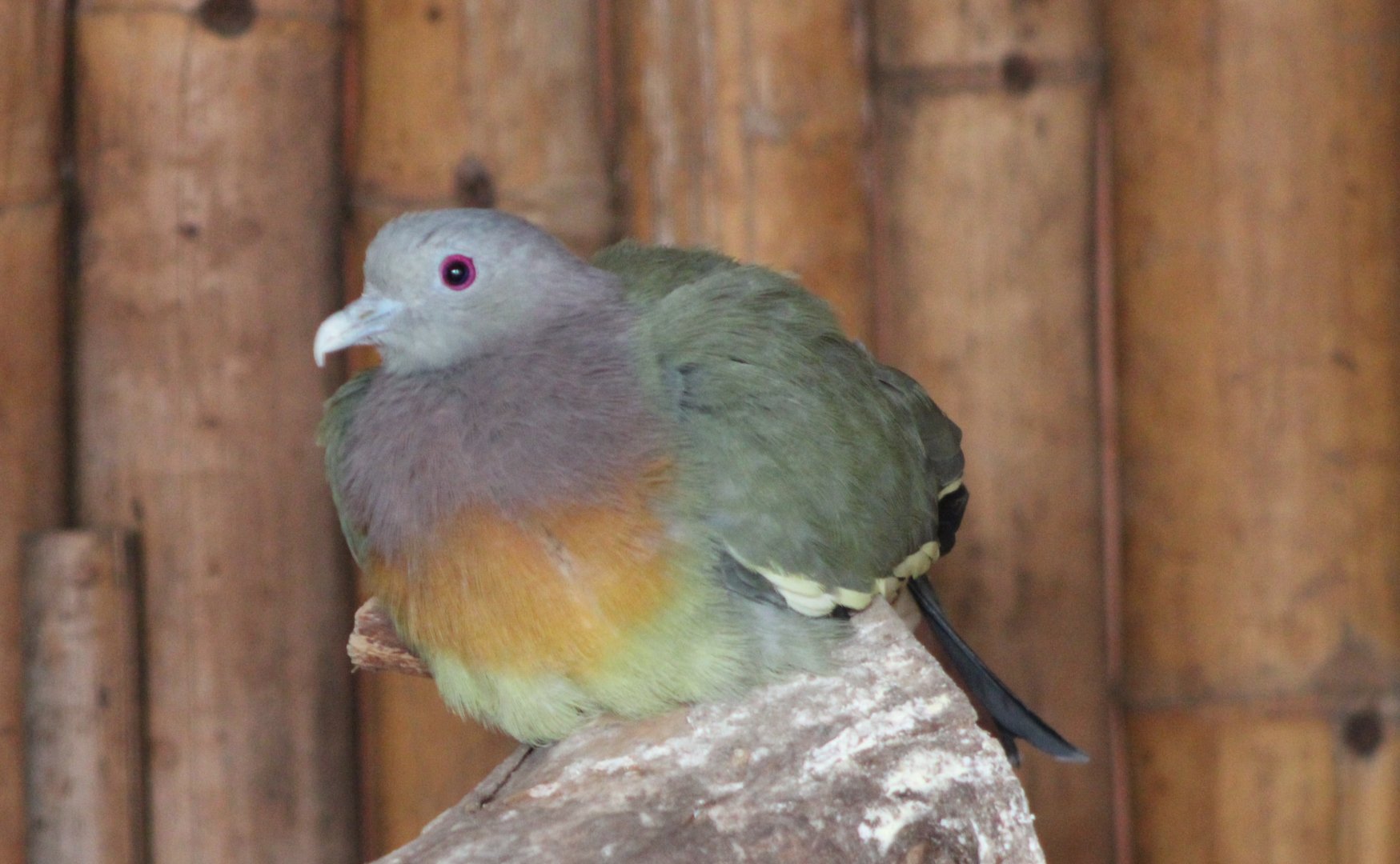 Pink-necked green pigeon - male