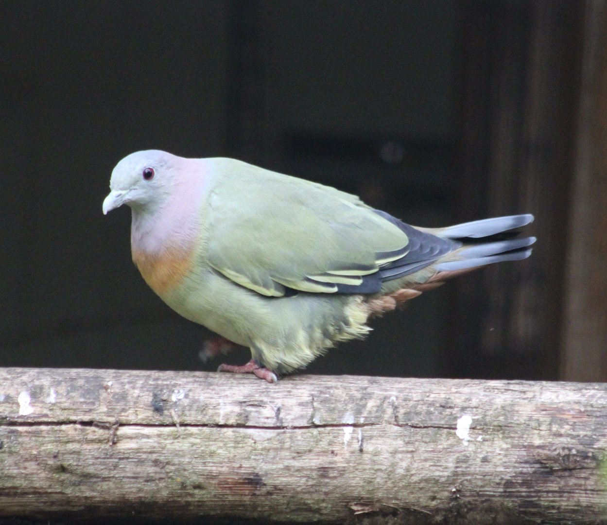Pink-necked green pigeon - male