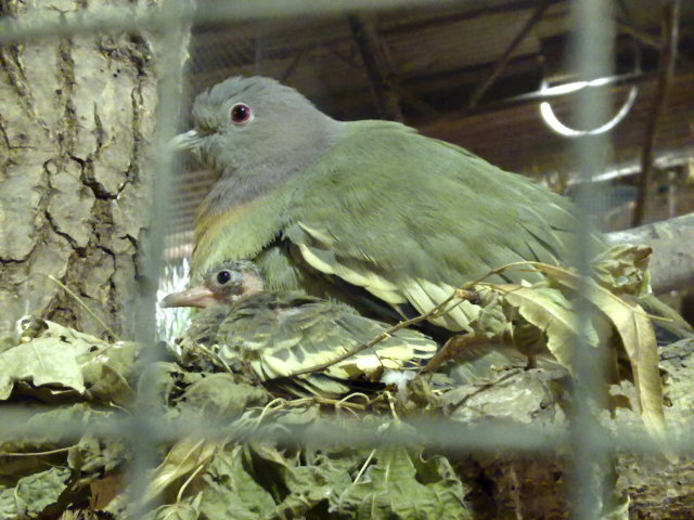 Pink-necked Green-pigeon, October 2010