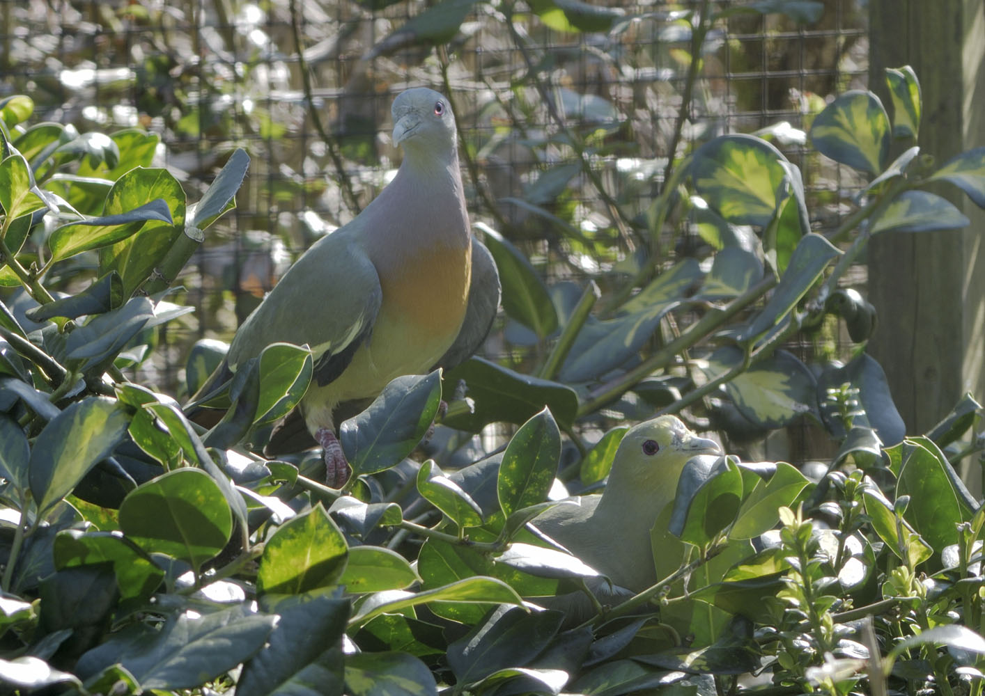 Pink-necked green pigeon pair