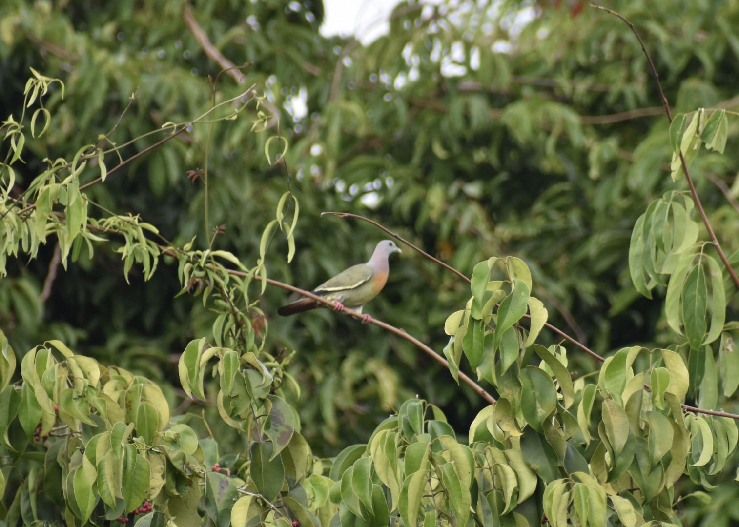 Pink Necked Green Pigeon ~ Pulau Ubin