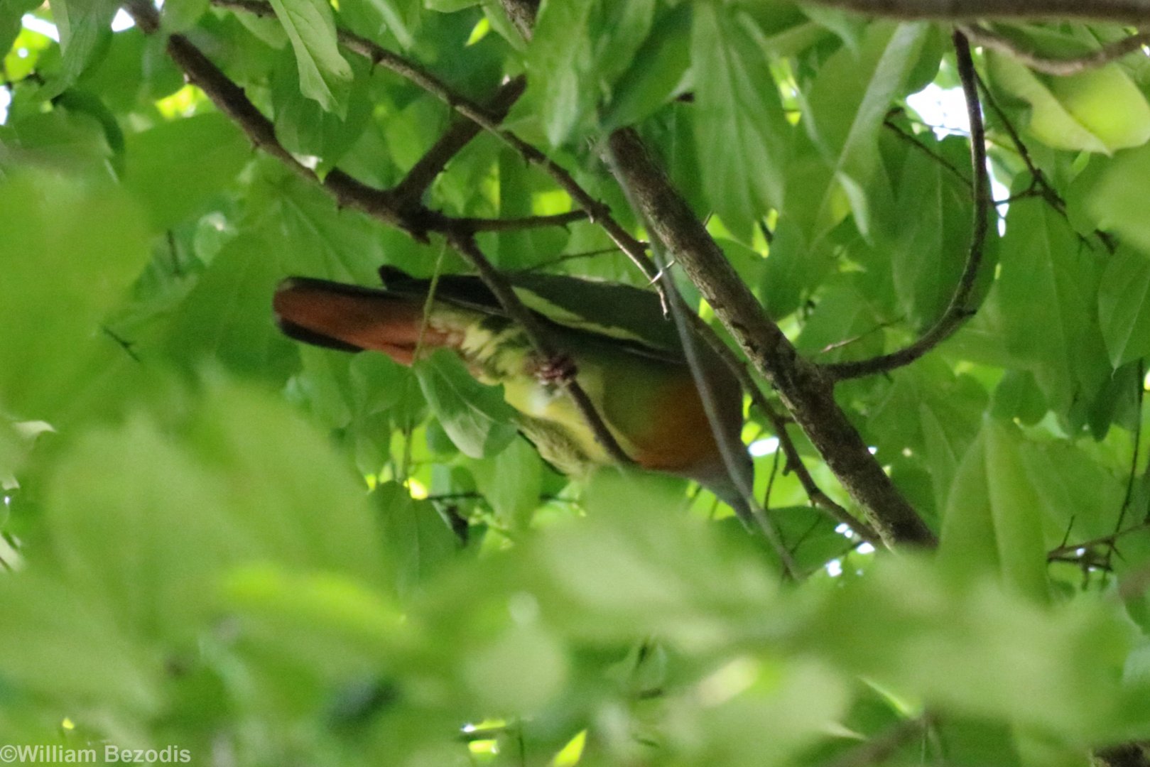 Pink-necked Green-pigeon - Sri Nakhon Khuean Khan Park