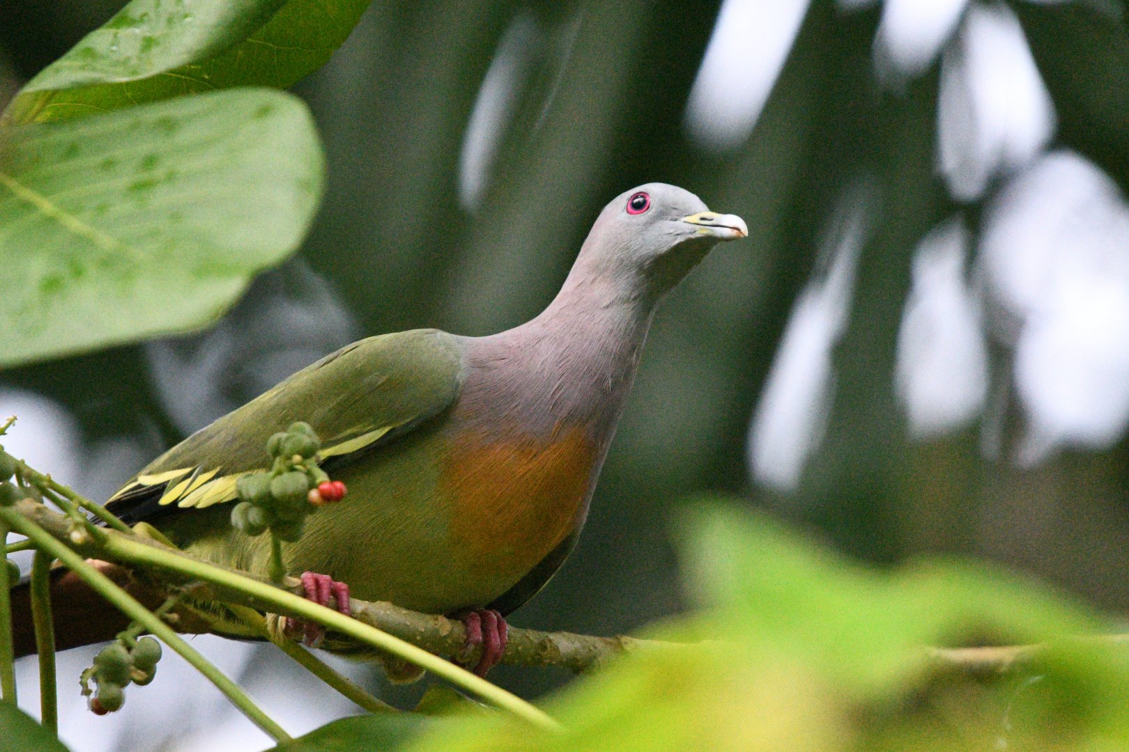 Pink Necked Green Pigeon ~ Thomson Nature Park