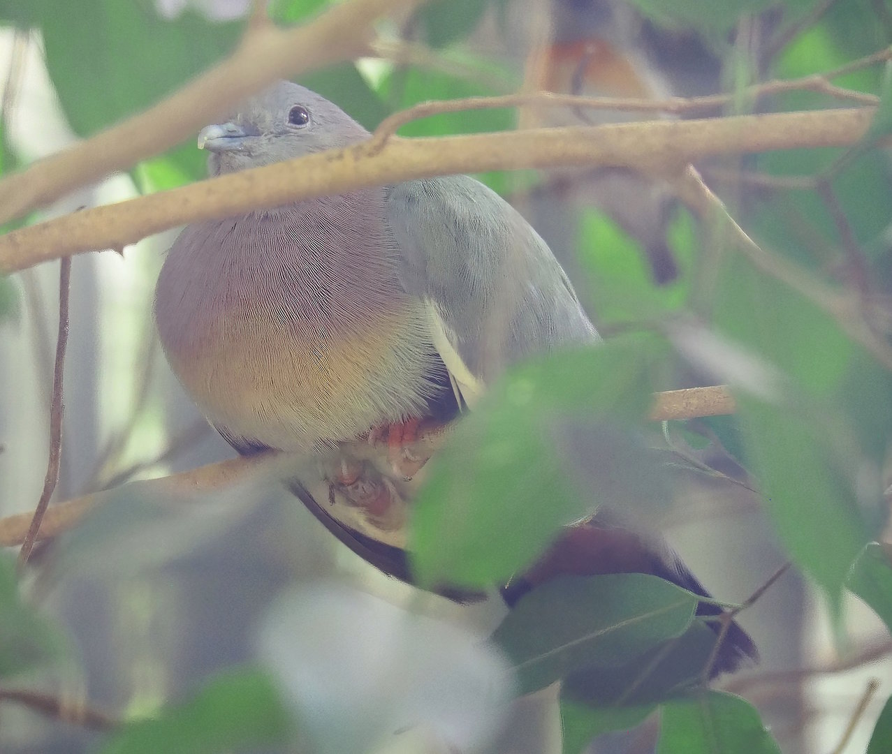 Pink-necked green pigeon (Treron vernans), 2022-08-28
