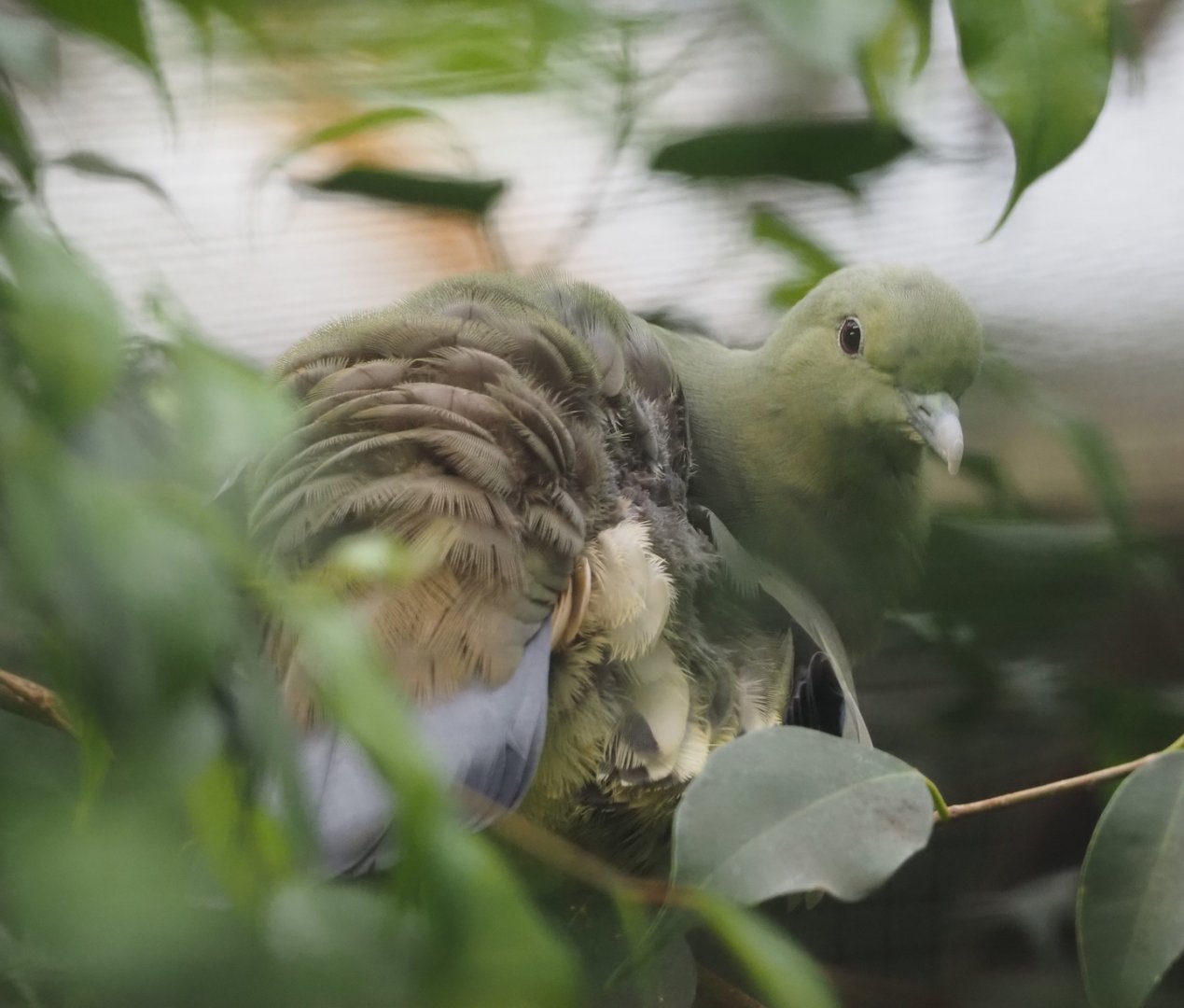 Pink-necked green-pigeon (Treron vernans), 2024-05-22