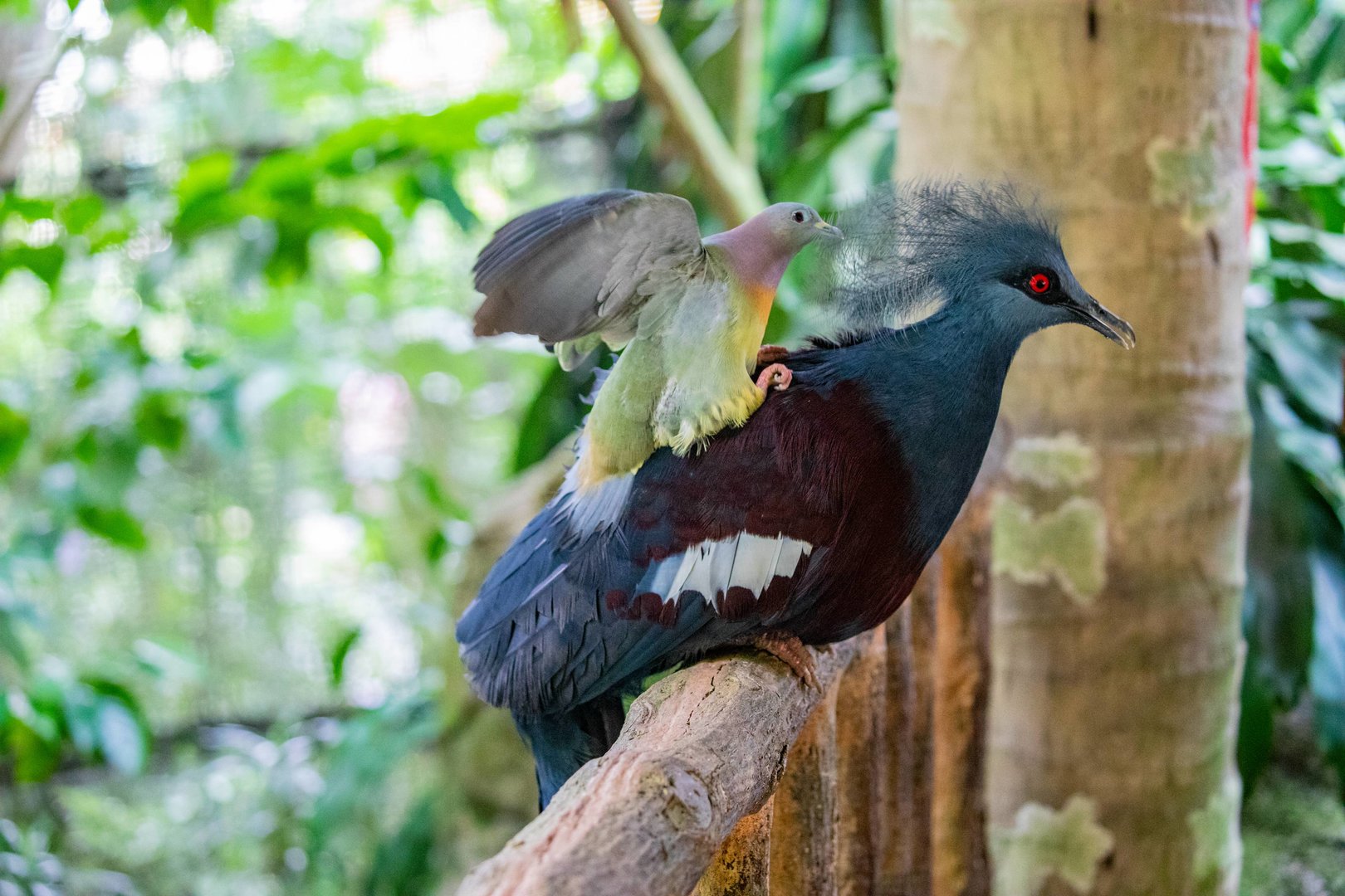 Pink-necked green pigeon (Treron vernans) and Western crowned pigeon (Goura cristata)
