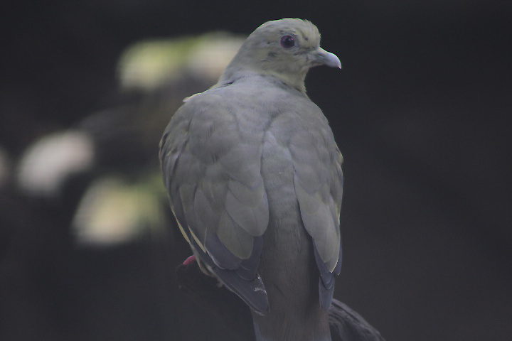 Pink-necked green pigeon (Treron vernans) - Bird Park