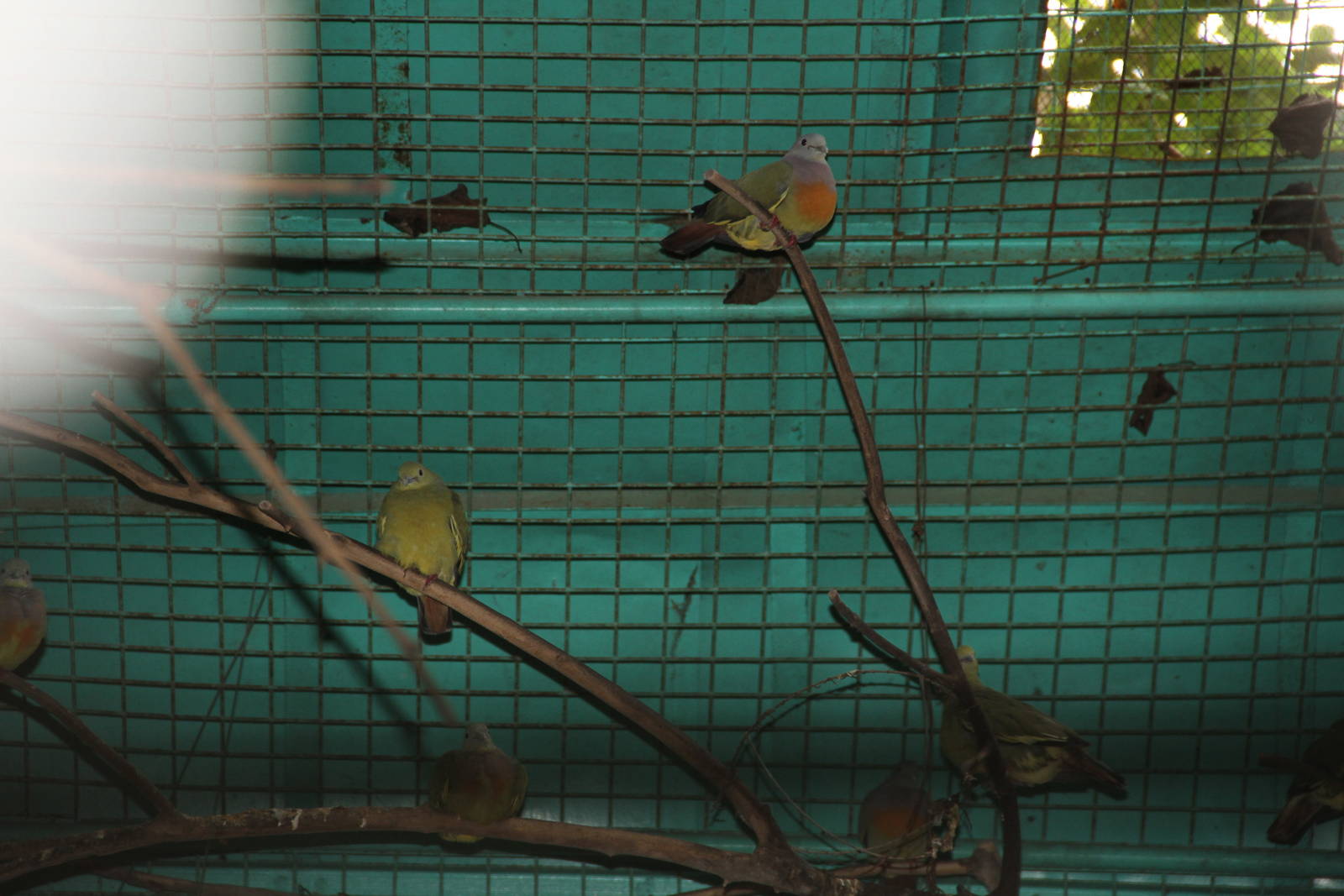 Pink-necked Green Pigeon (Treron vernans)