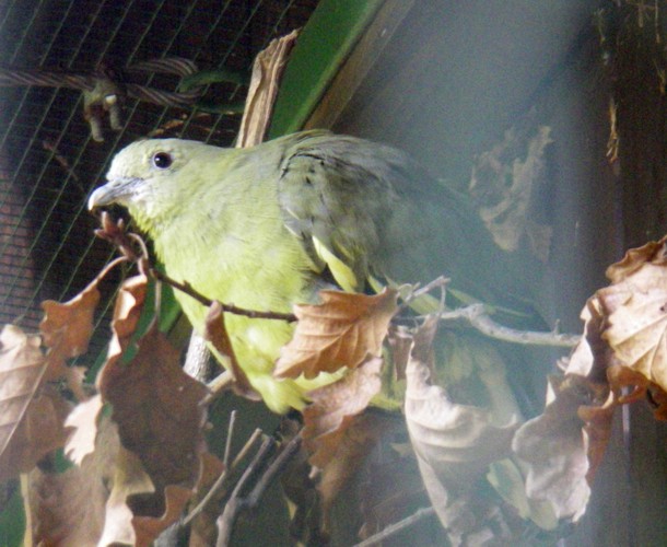 Pink-necked Green Pigeon (Treron vernans)